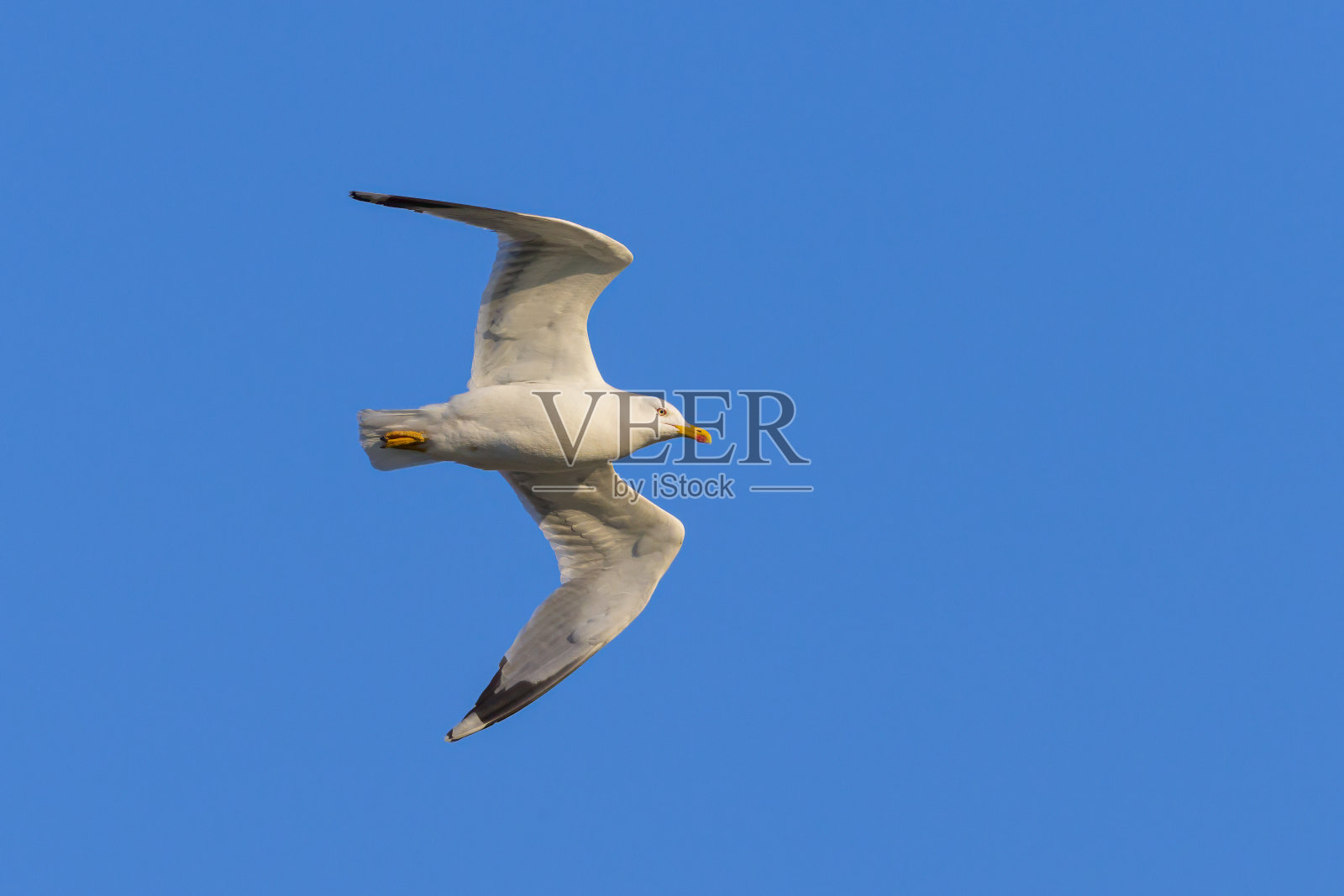 一只黄腿海鸥在春天一个阳光明媚的日子里飞翔照片摄影图片