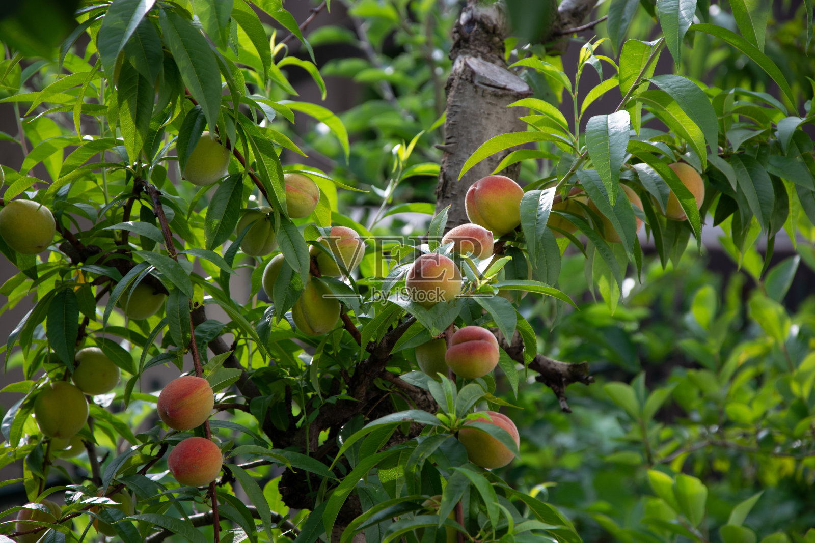 成熟的桃子。照片摄影图片