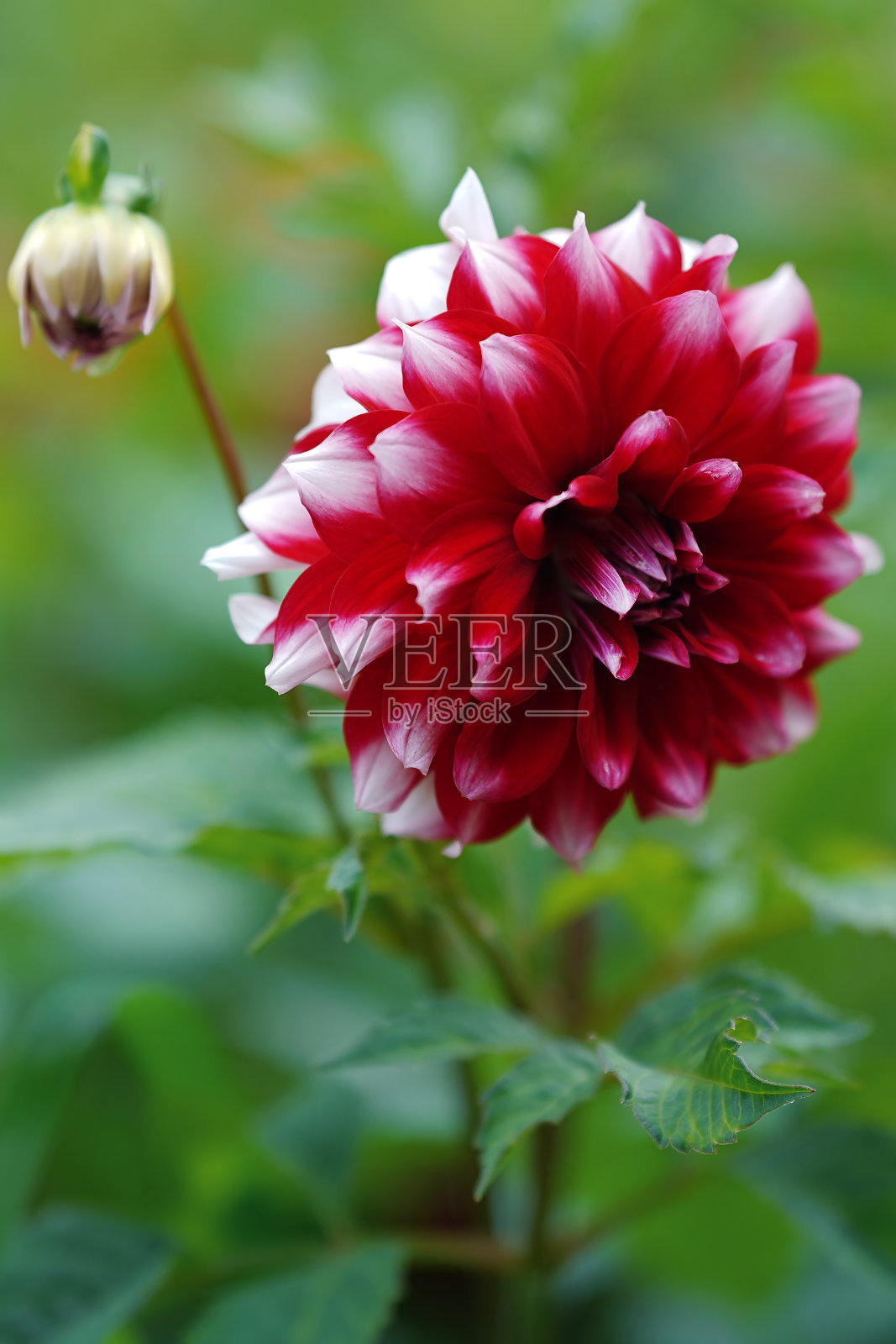 花园里有许多不同的美丽的花,照片摄影图片