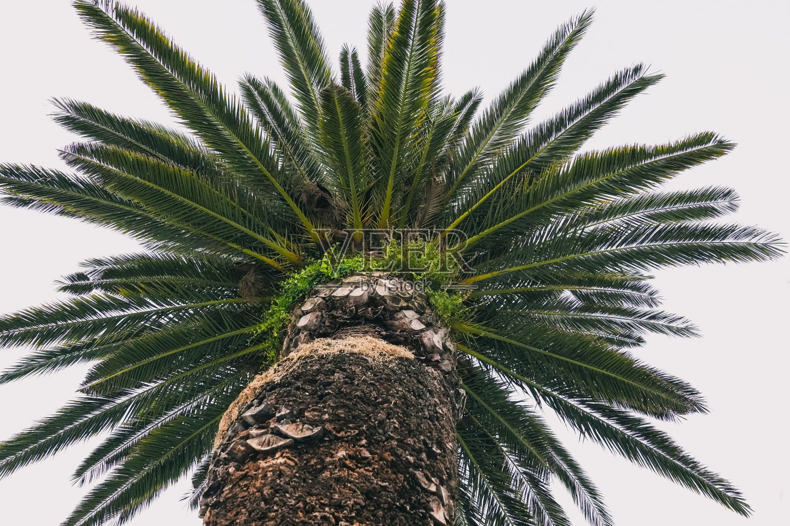 生机勃勃,郁郁葱葱的棕榈树在白色的背景下伸向天空照片摄影图片