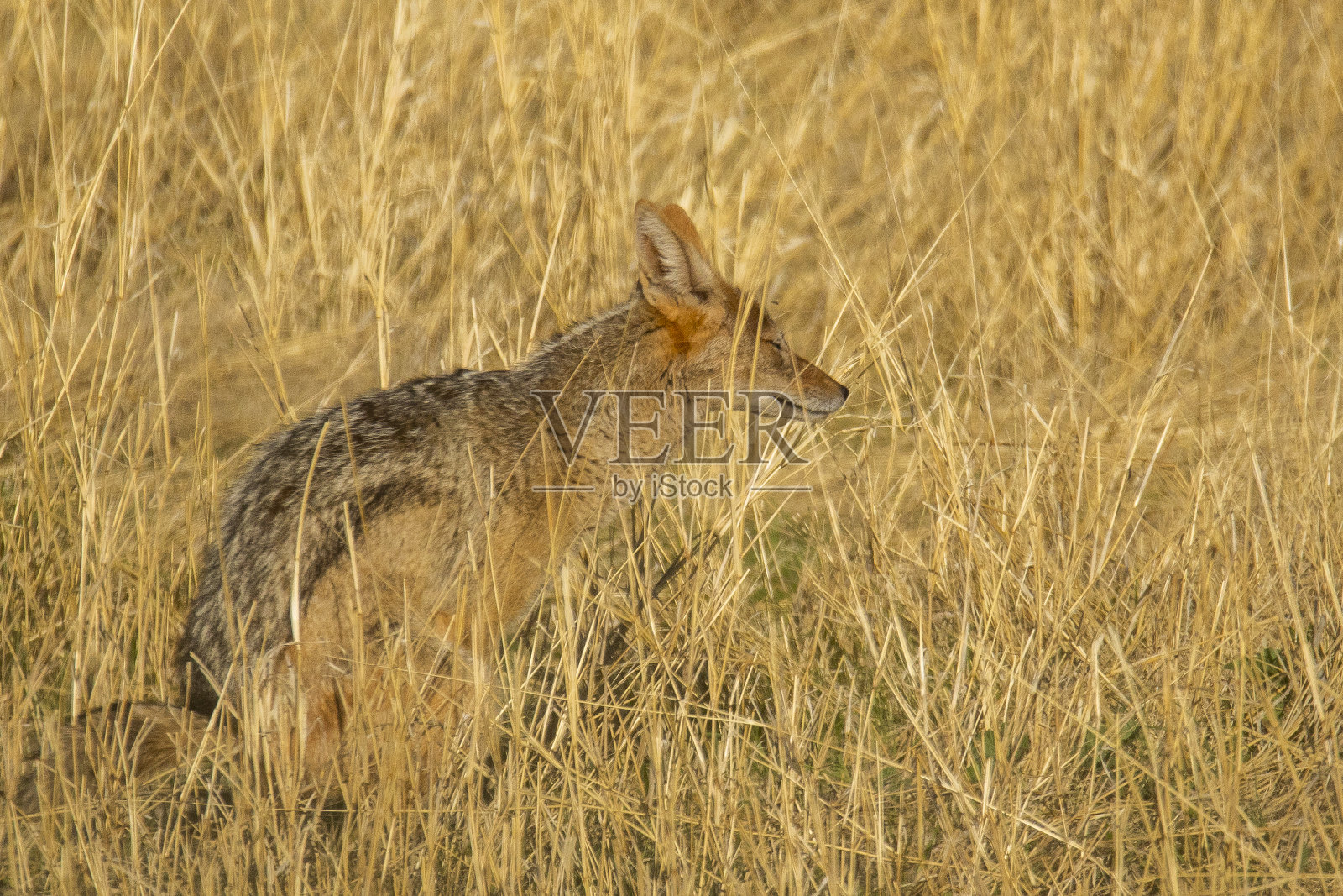 黑背胡狼照片摄影图片