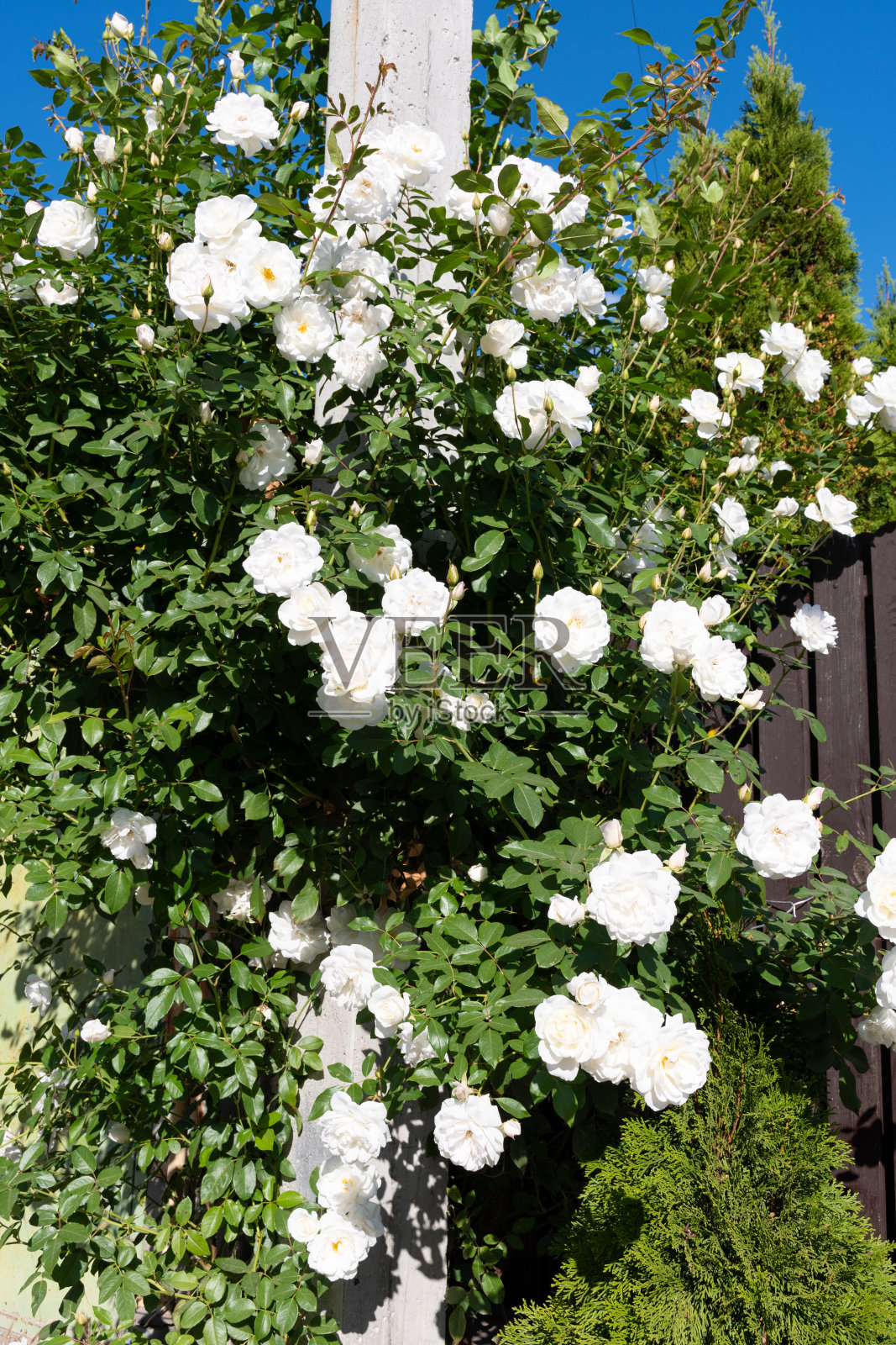 花园中长着许多美丽花朵的白色玫瑰照片摄影图片