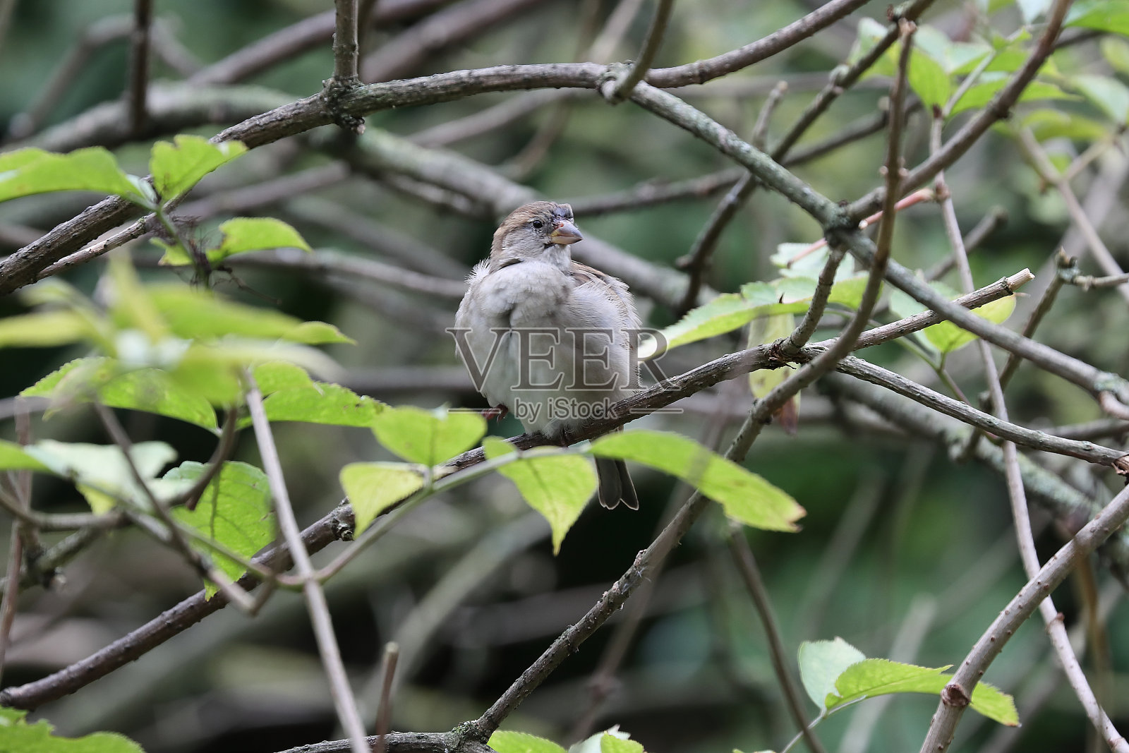 灌木雀座照片摄影图片