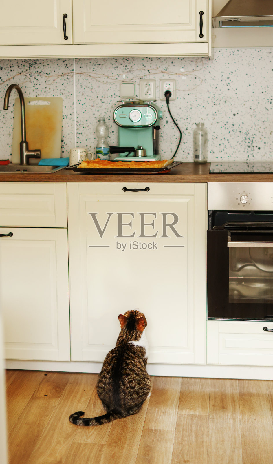 猫在等着吃厨房桌子上的一块肉照片摄影图片