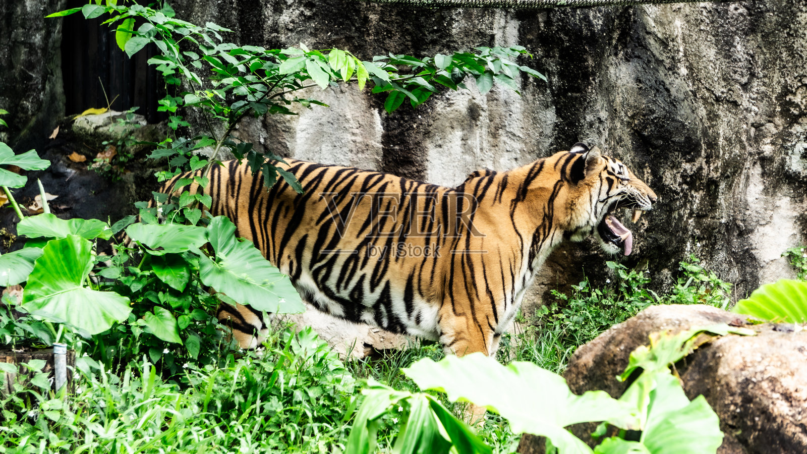 老虎照片摄影图片