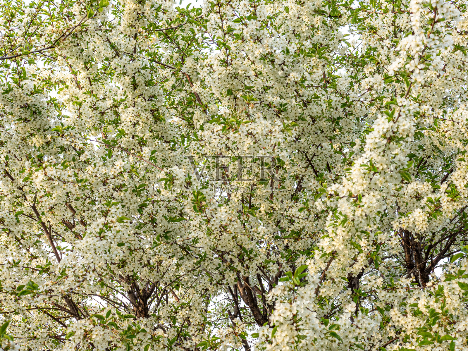 美丽的樱花在春天绽放照片摄影图片