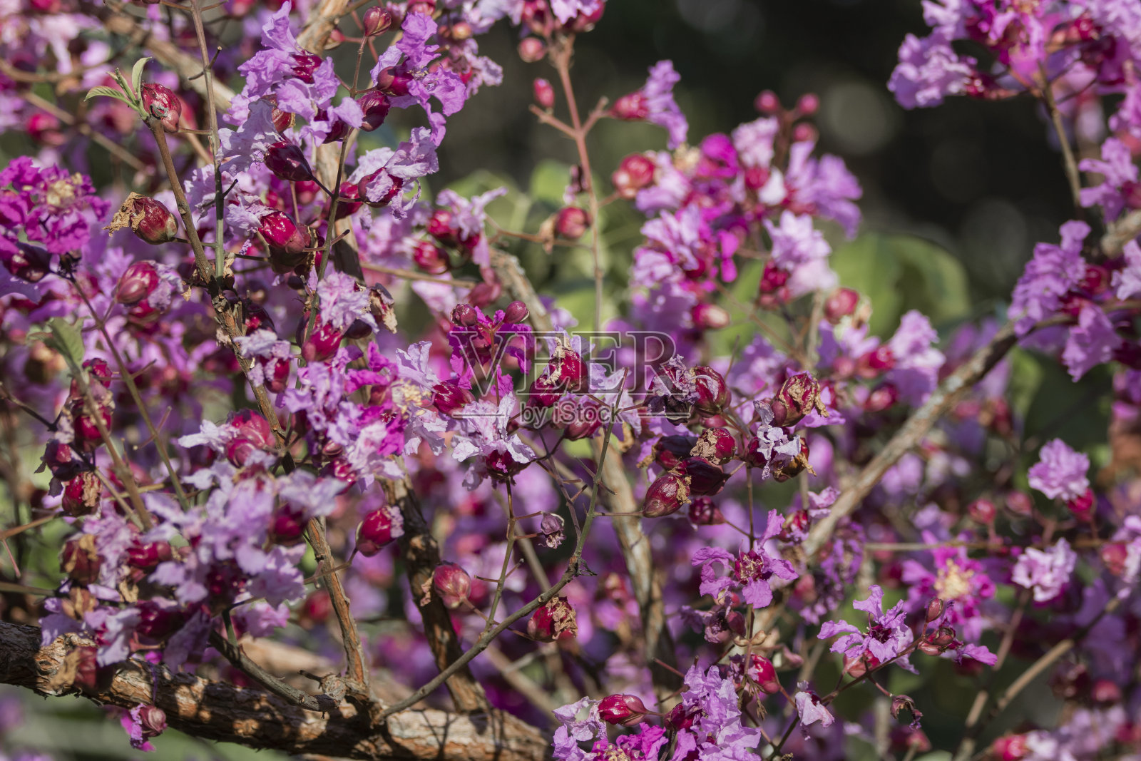 巴西大草原花。巴西花娇嫩,美丽,稀有,有许多颜色。照片摄影图片