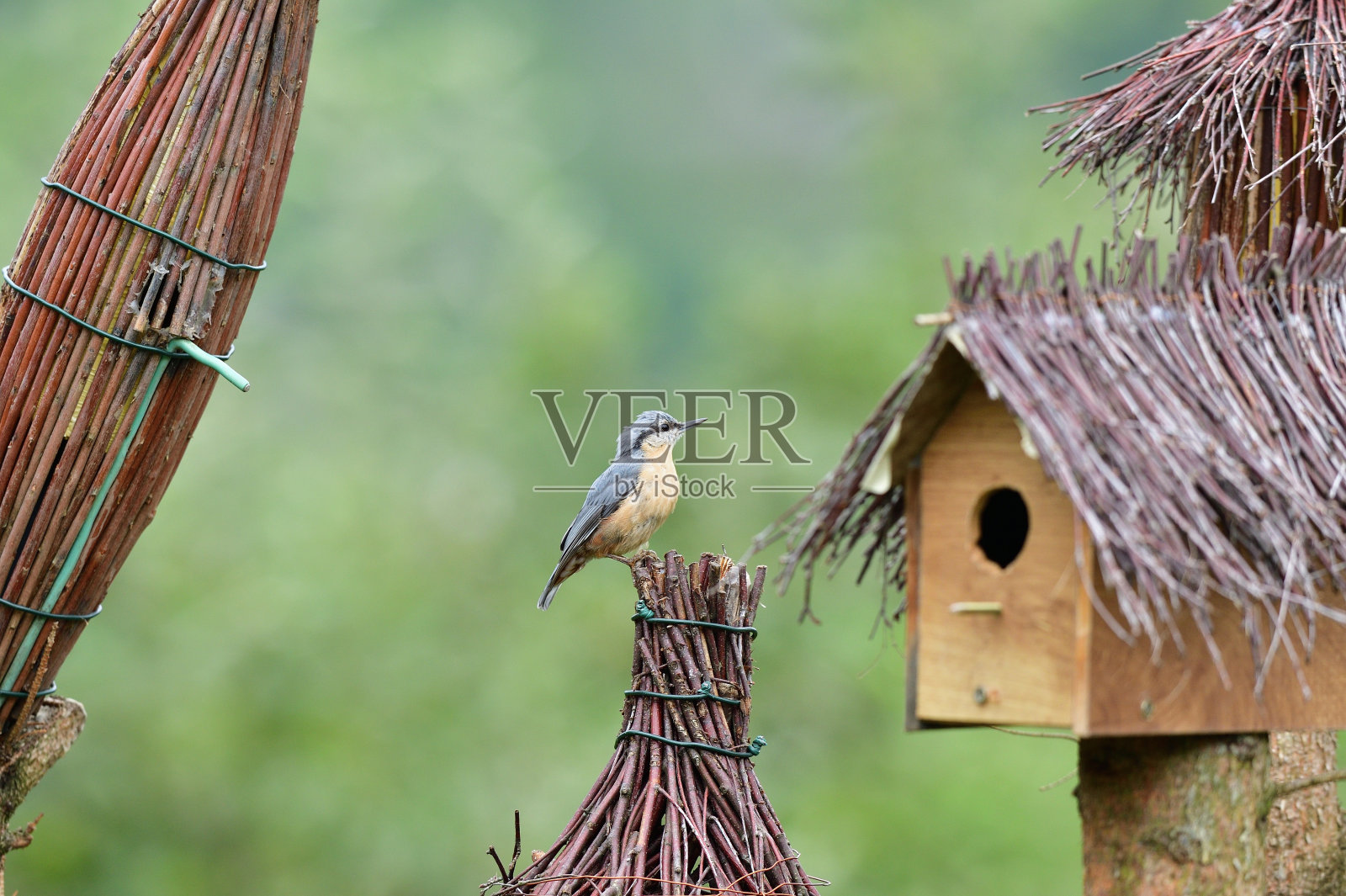在夏天的雨中,欧亚nu茅草坐在饲料上吃向日葵的种子照片摄影图片