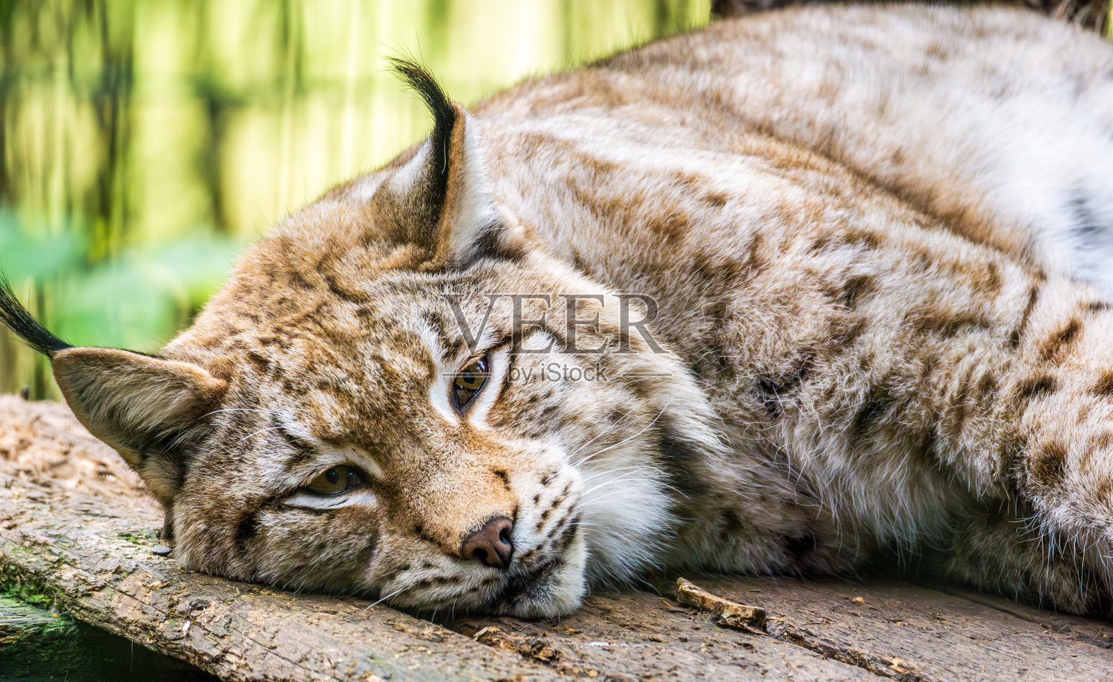 在动物园保护公园里,一只猞猁懒洋洋地躺在木头上休息照片摄影图片