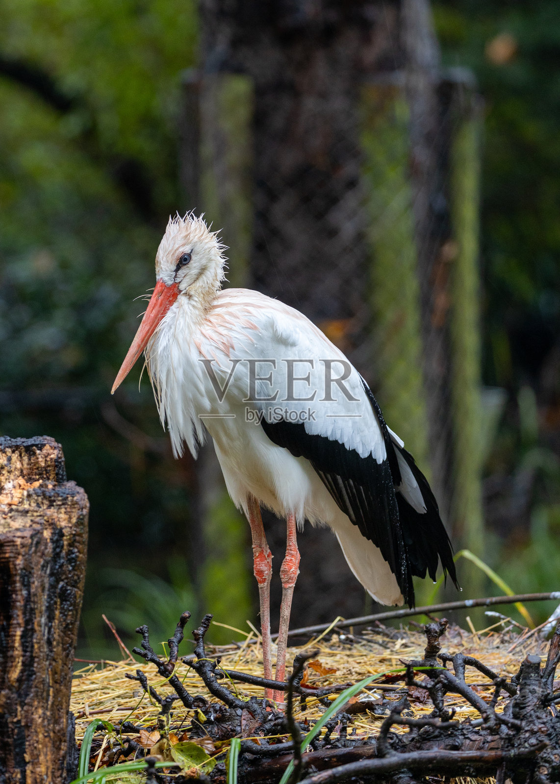 湿地中的优雅白鹳(Ciconia Ciconia照片摄影图片