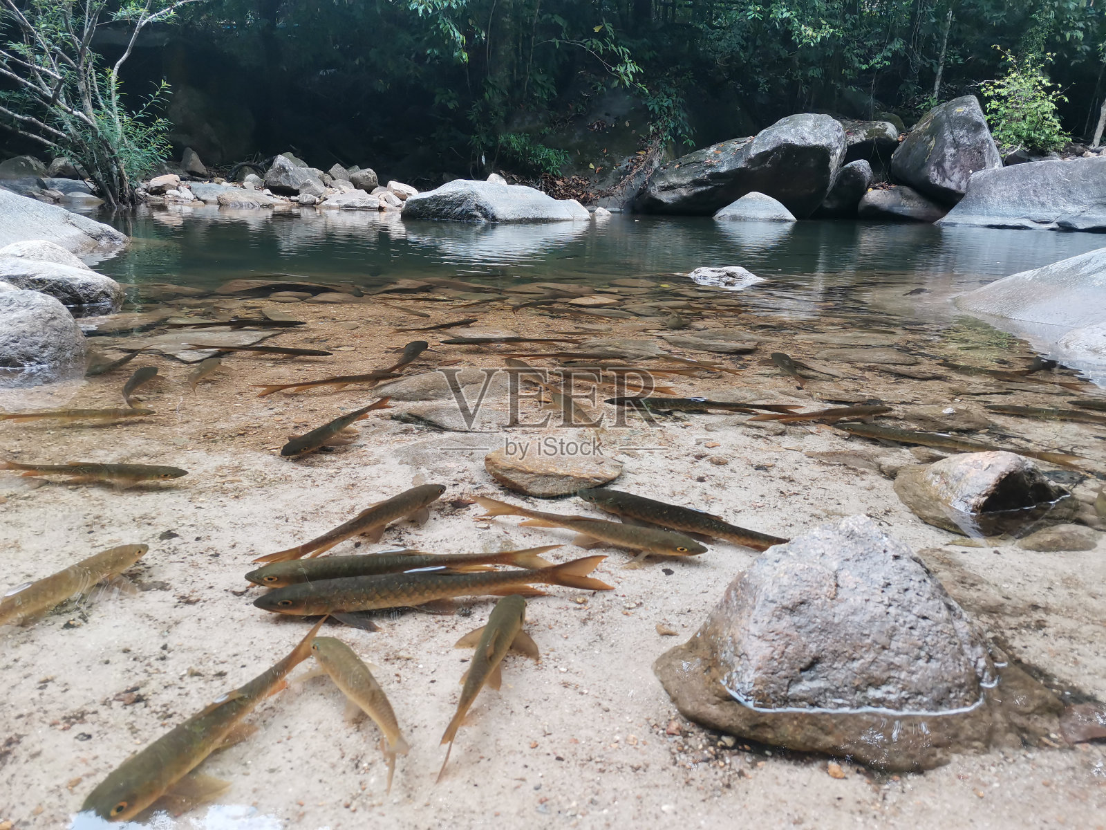 瀑布边的鱼群照片摄影图片
