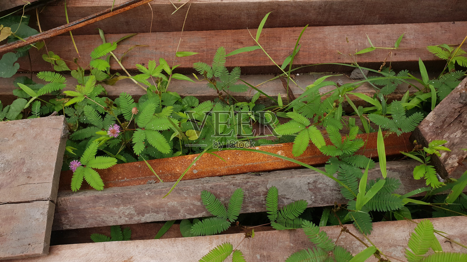 害羞的公主植物或它被称为含羞草在废木照片摄影图片