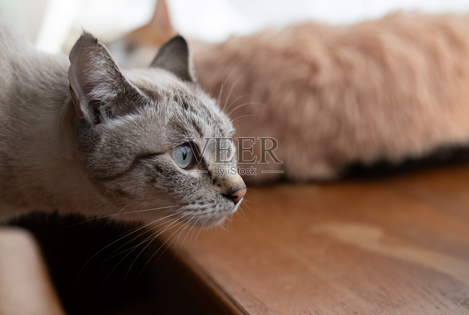 盯着猫照片摄影图片