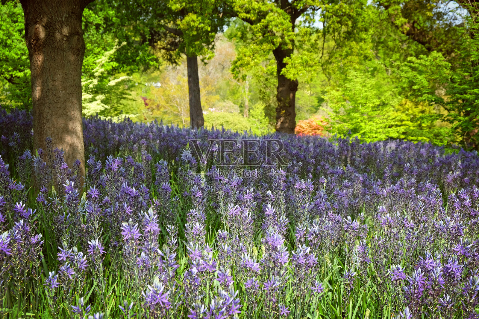 紫色的风信子,也被称为camas, quamash,印度风信子,camash和野生风信子的花。照片摄影图片