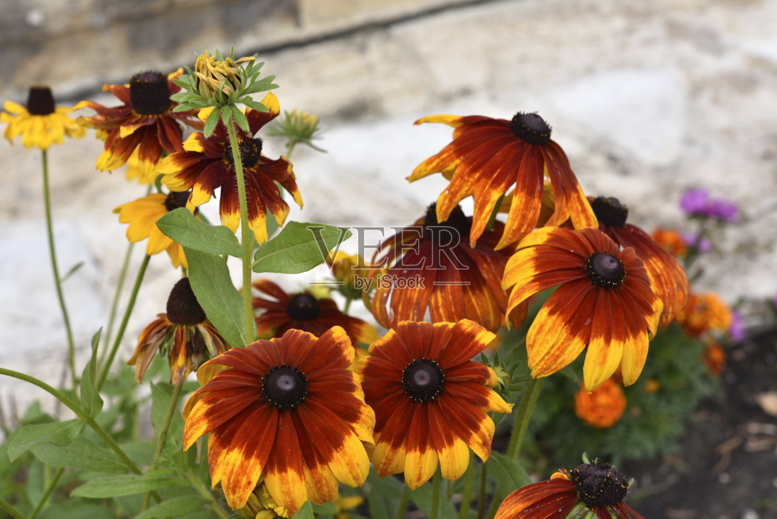 美丽的黄红色大红花在一个绿色的灌木在夏天的花园。美洲菊科大花。照片摄影图片