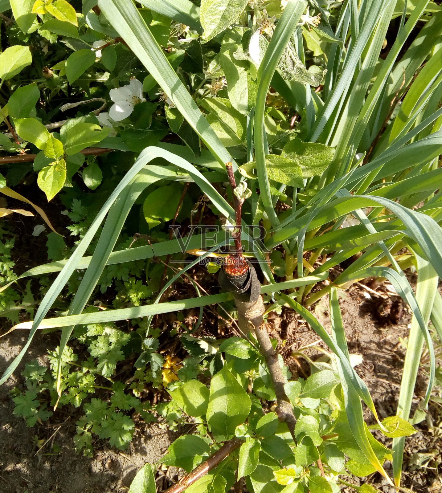 嫁接到砧木上的一棵栽培苹果树的切块。苏打树的嫁接照片摄影图片