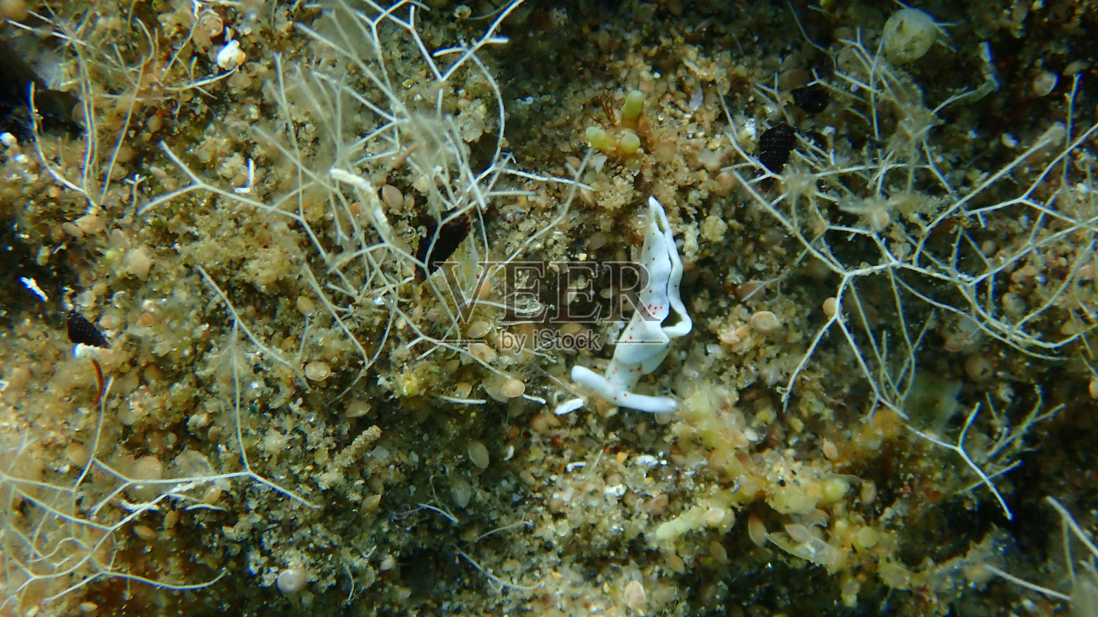 海蛞蝓胆小的海蛞蝓(elysia timida)近距离拍摄于爱琴海海底照片摄影图片