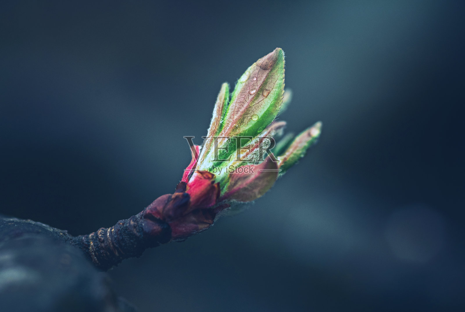 自然之美照片摄影图片