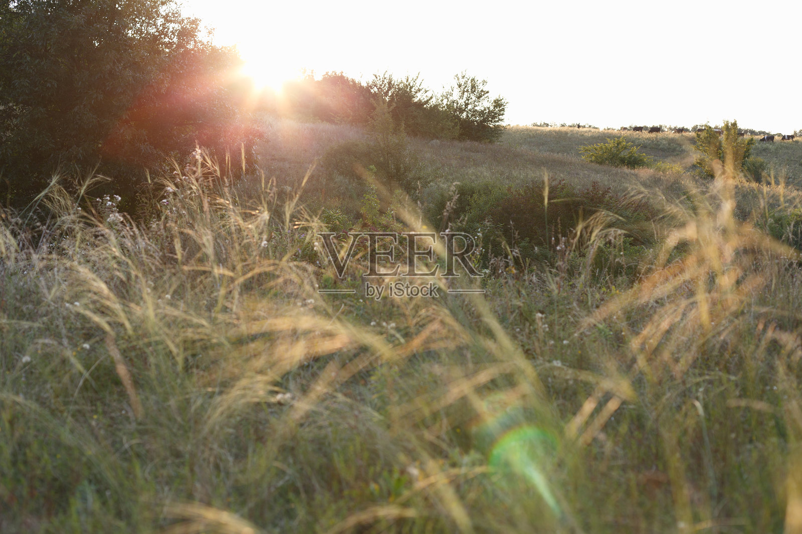 日落时草地上的羽毛草照片摄影图片