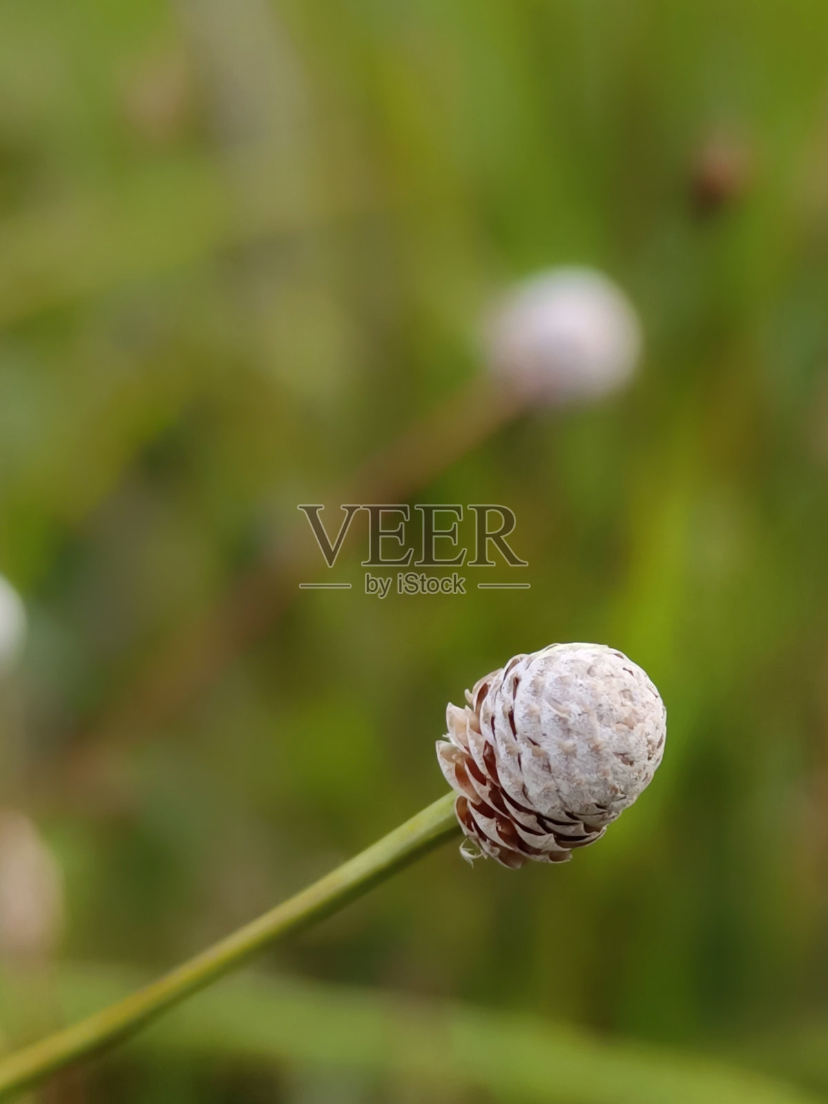 公园里白草花的散焦视图照片摄影图片