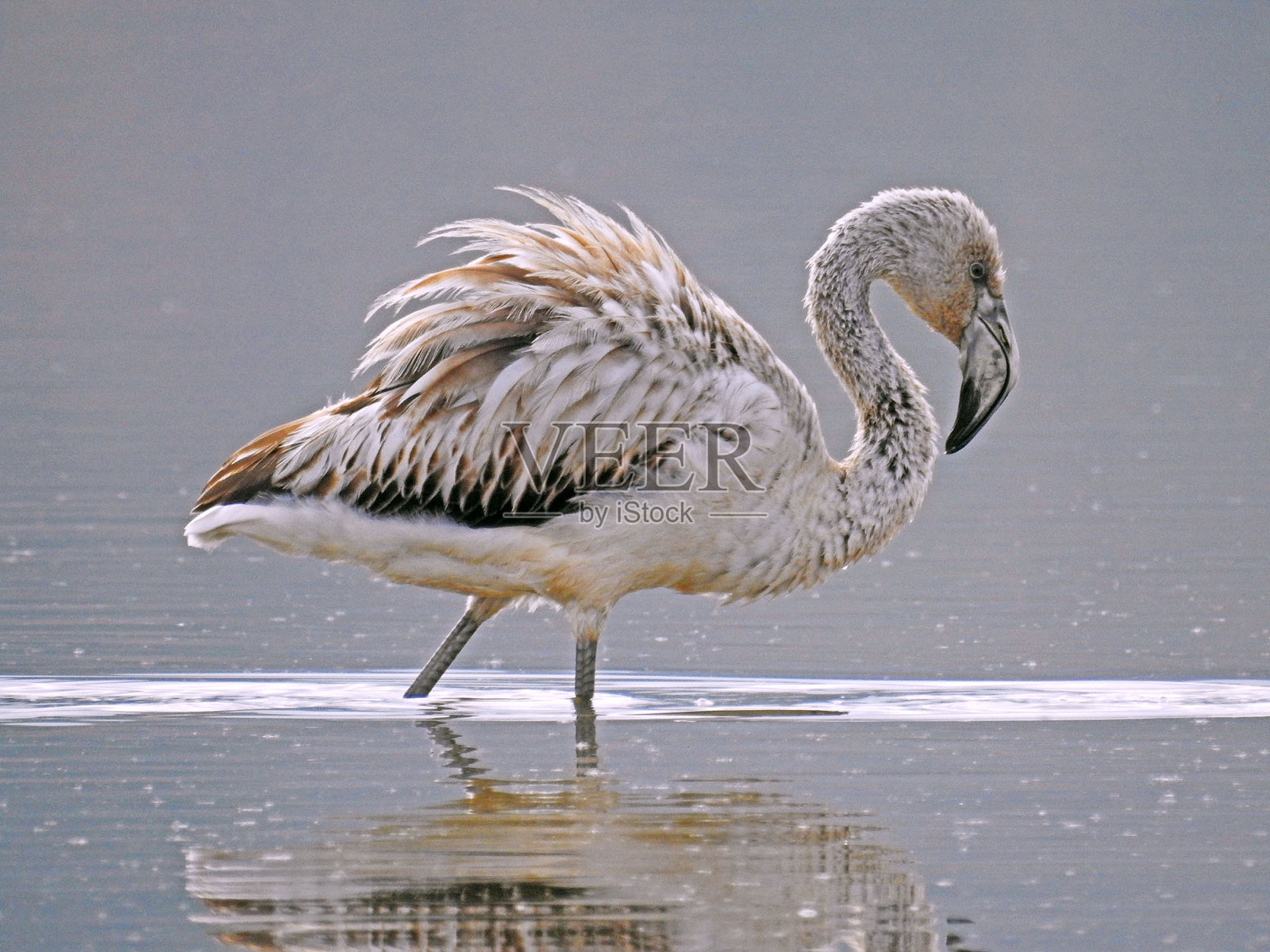 弗拉门戈摆姿势照片摄影图片