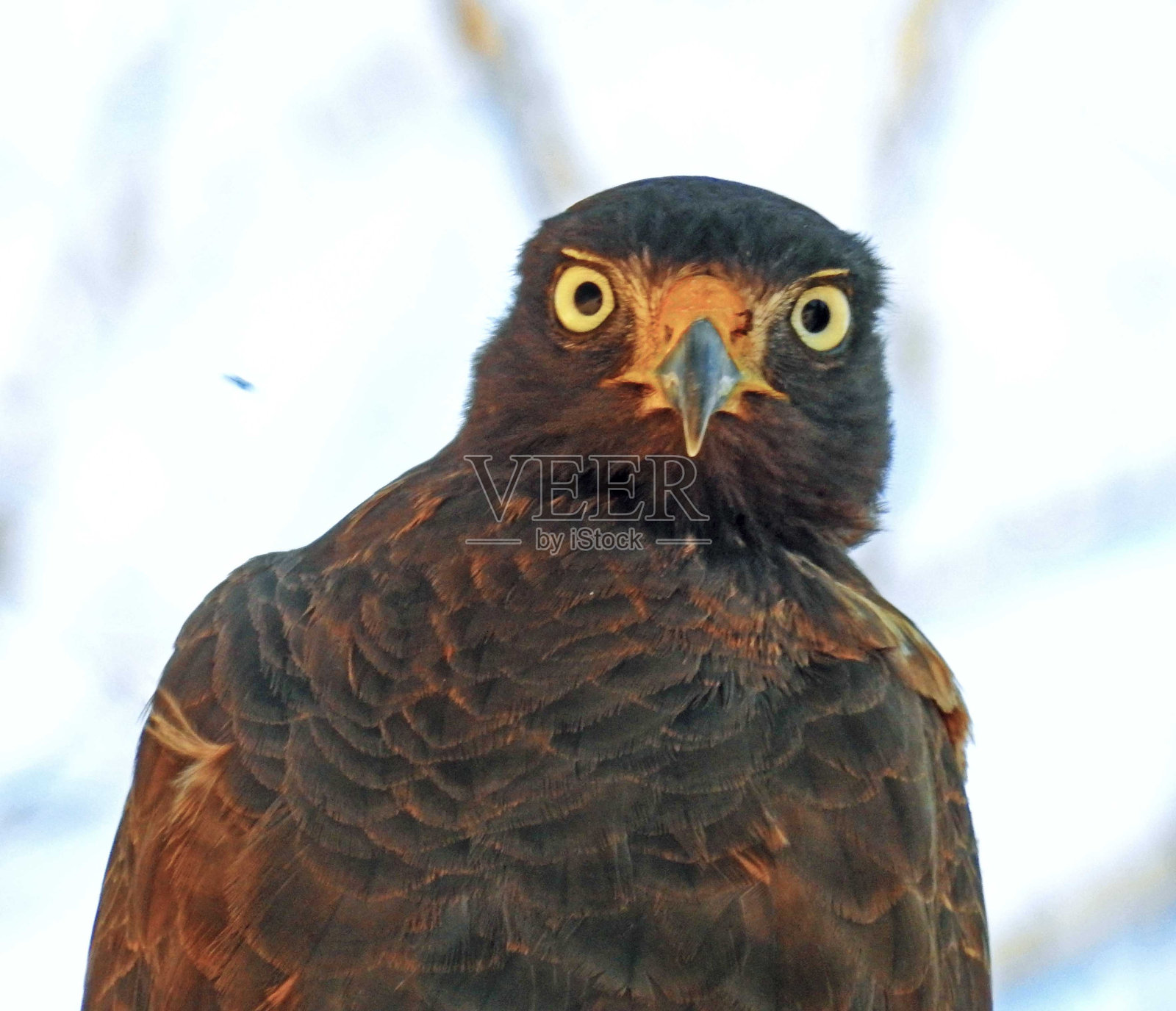 鹰的眼睛照片摄影图片