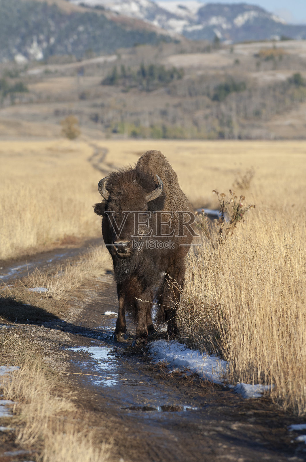野牛站在草丛中,背后是群山照片摄影图片