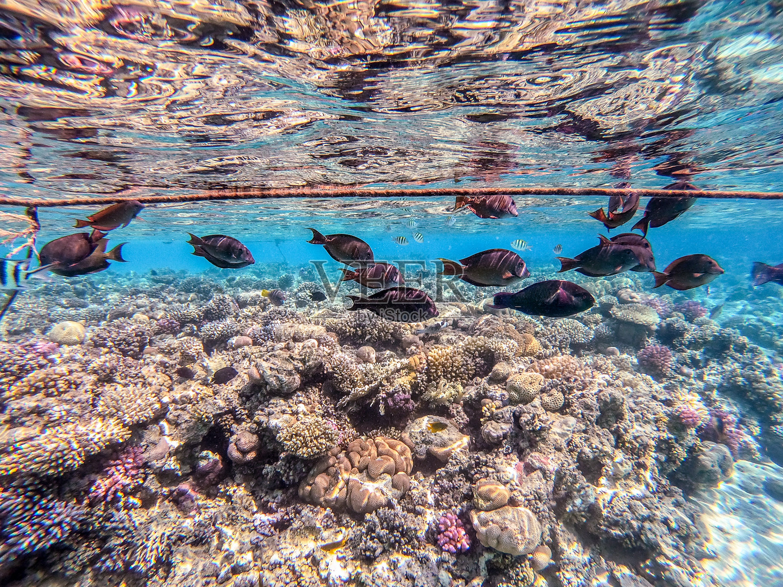 珊瑚礁上的红海风帆或Desjardin风帆。照片摄影图片