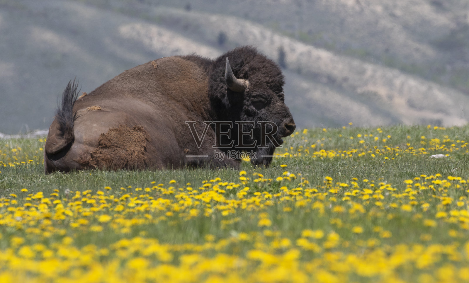 草地上的野牛和黄色的花朵,背景是群山照片摄影图片