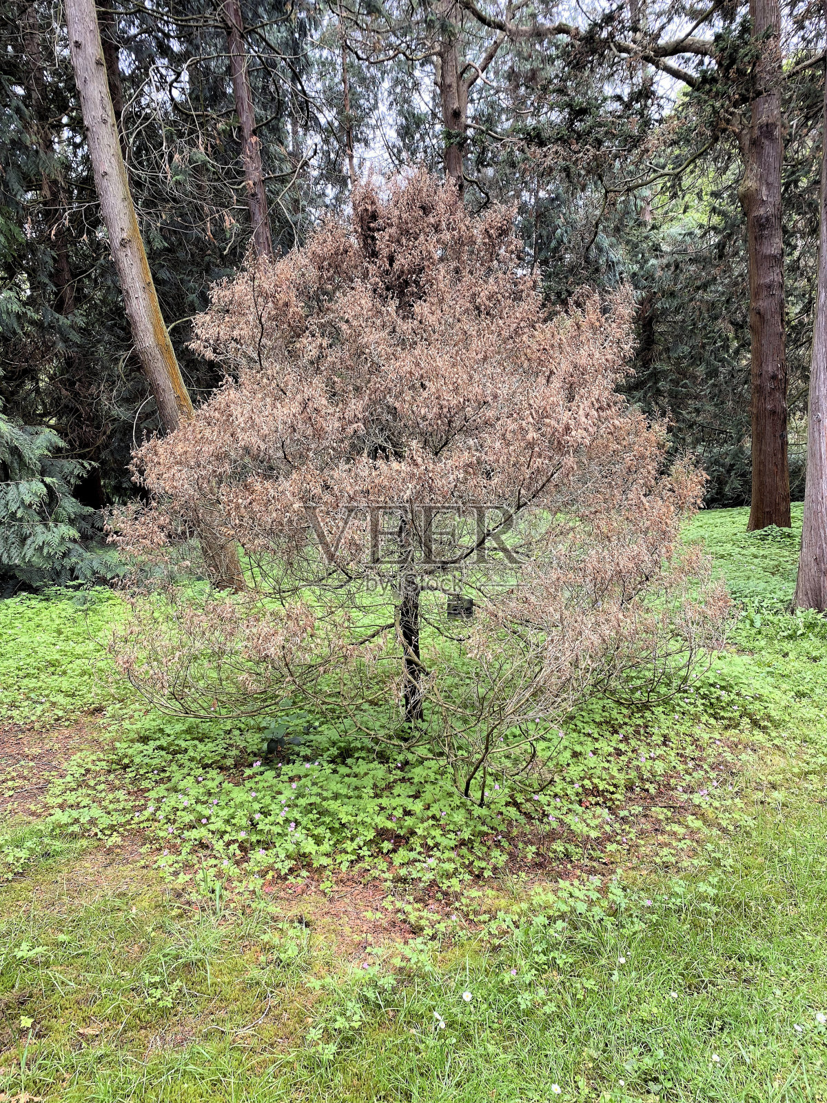 伦敦公园的景色照片摄影图片