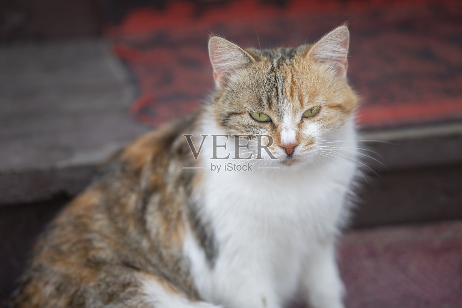 一只可爱的杂种猫坐在地毯上,用黄色的眼睛看着镜头。她想要被抚摸和同情。照片摄影图片