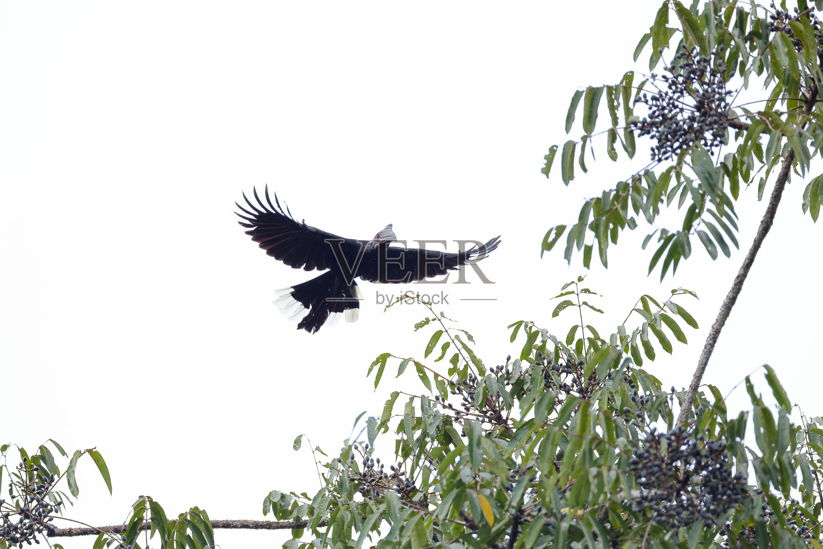 犀鸟:成年雌性黑犀鸟(马来炭疽角犀鸟)。照片摄影图片