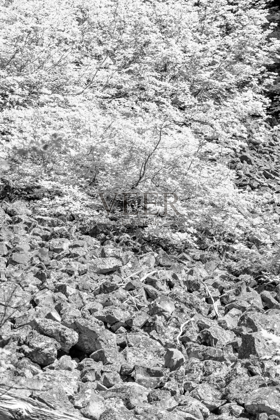 美国华盛顿,雷尼尔山国家公园的夏季美景照片摄影图片