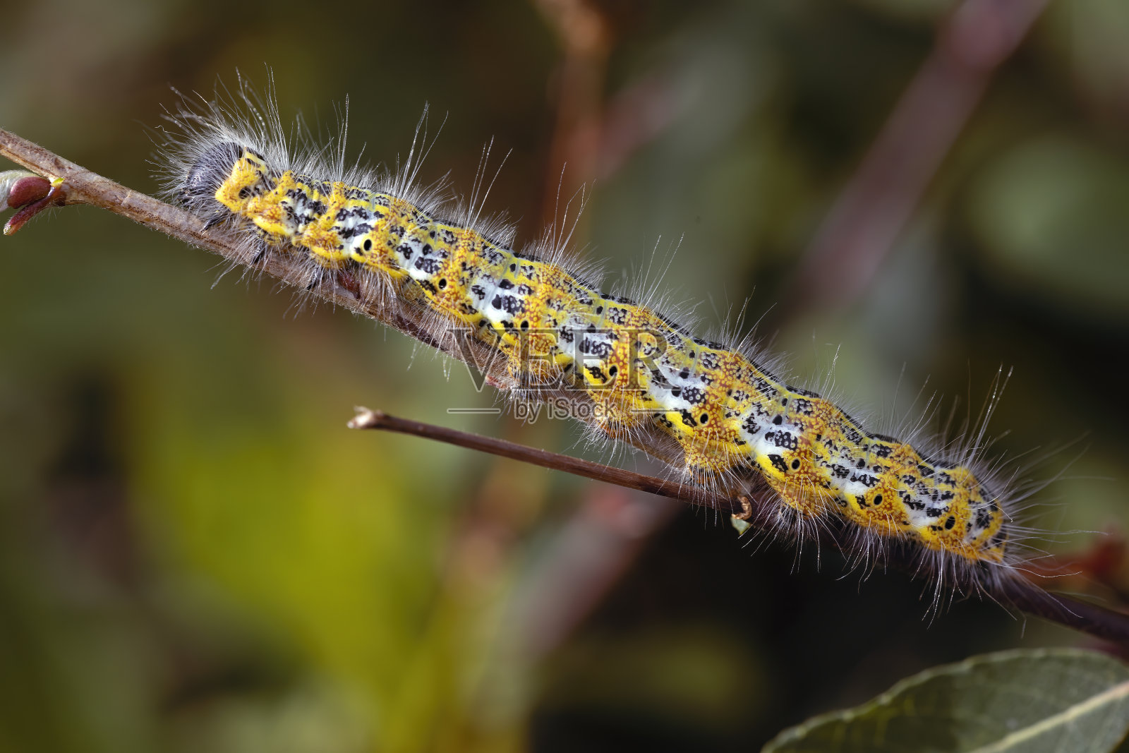 黄色和黑色的毛毛毛虫爬在树枝上,在一个阳光明媚的日子。照片摄影图片