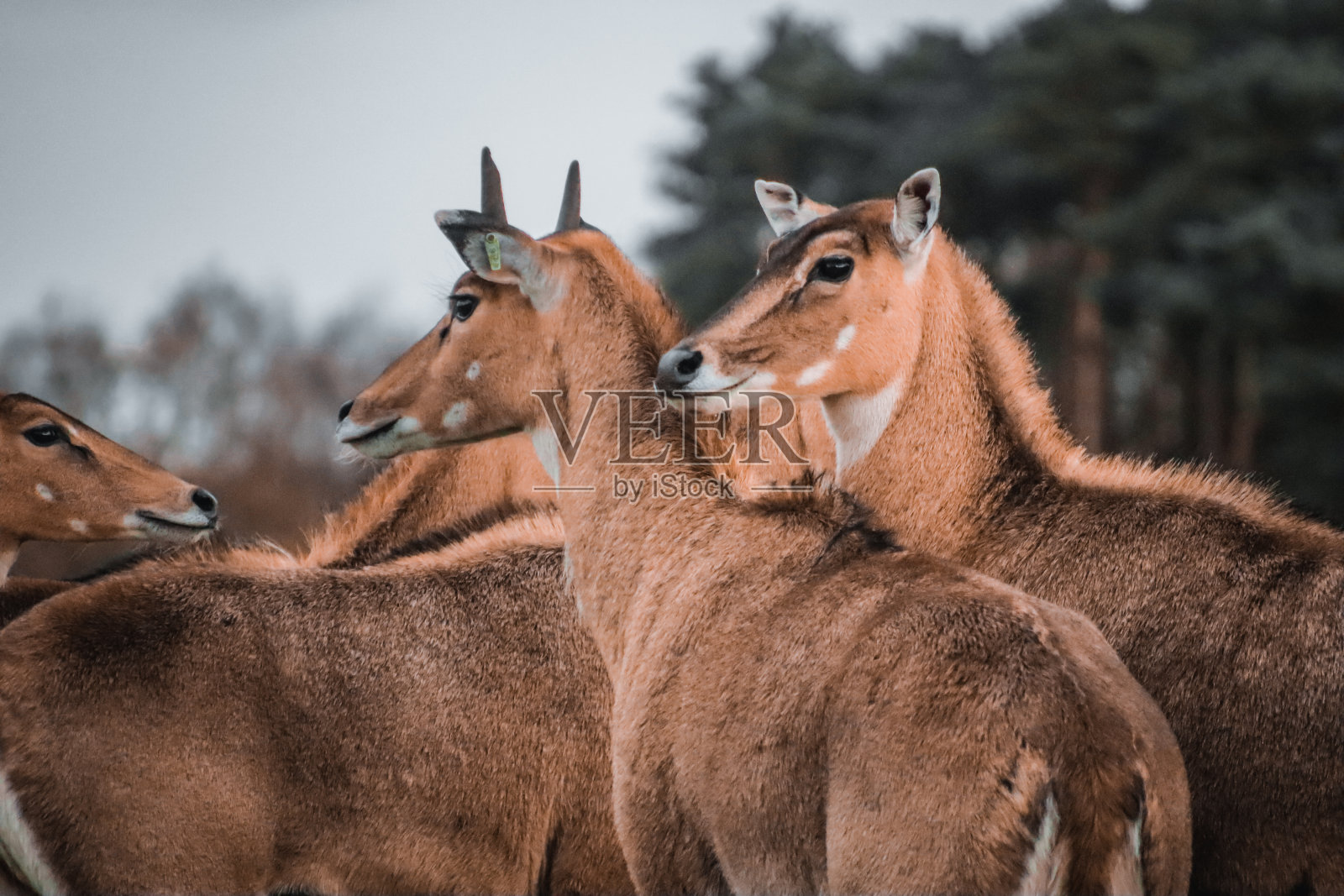 动物照片摄影图片