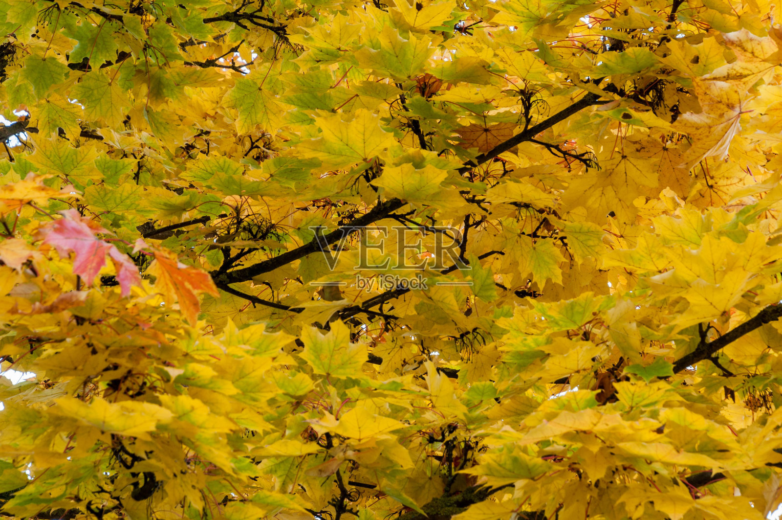 美丽的秋天景观充满活力的黄色和红色的树木照片摄影图片