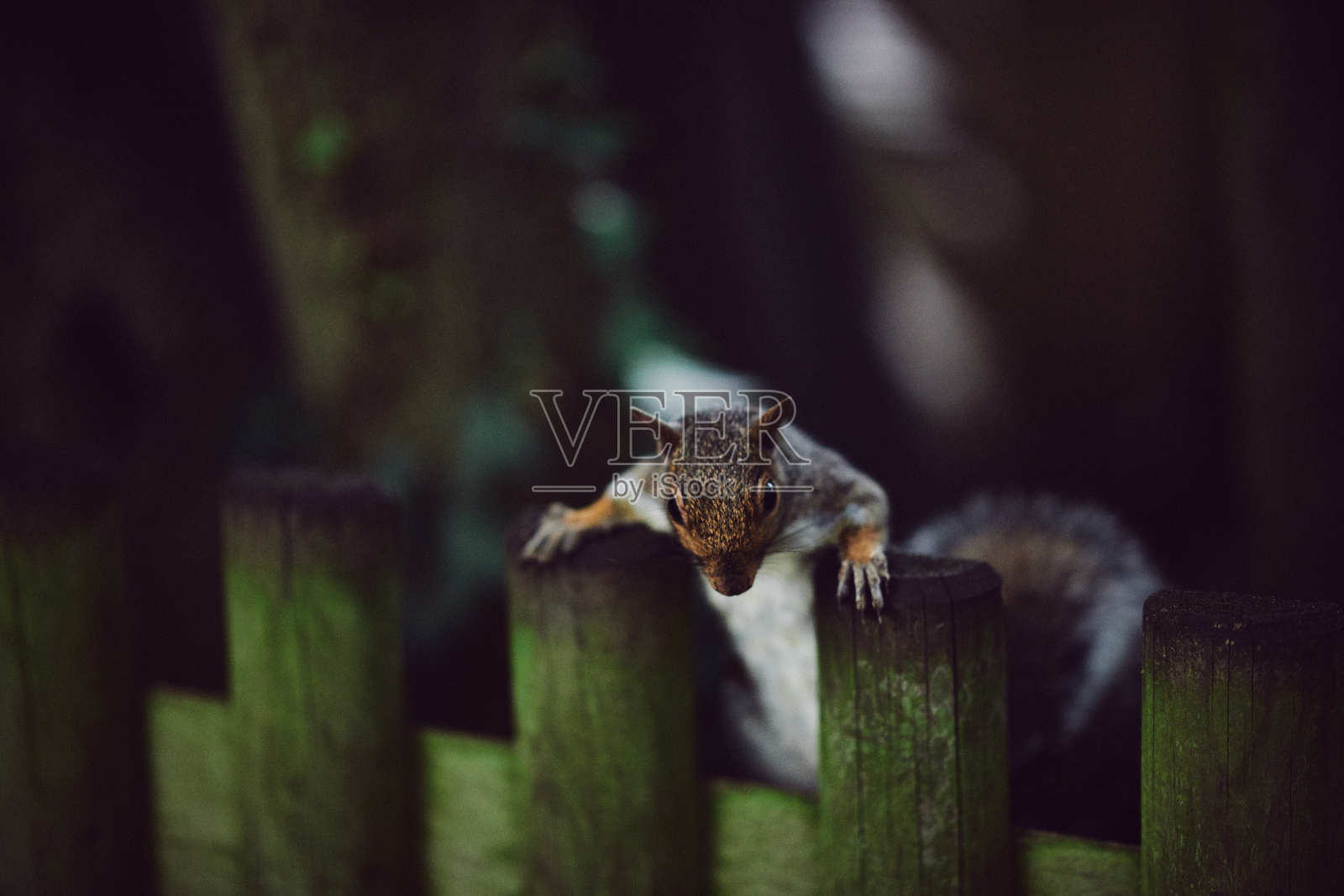 松鼠照片摄影图片