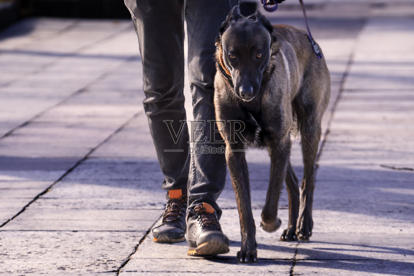 正在散步的比利时玛利诺牧羊犬照片摄影图片