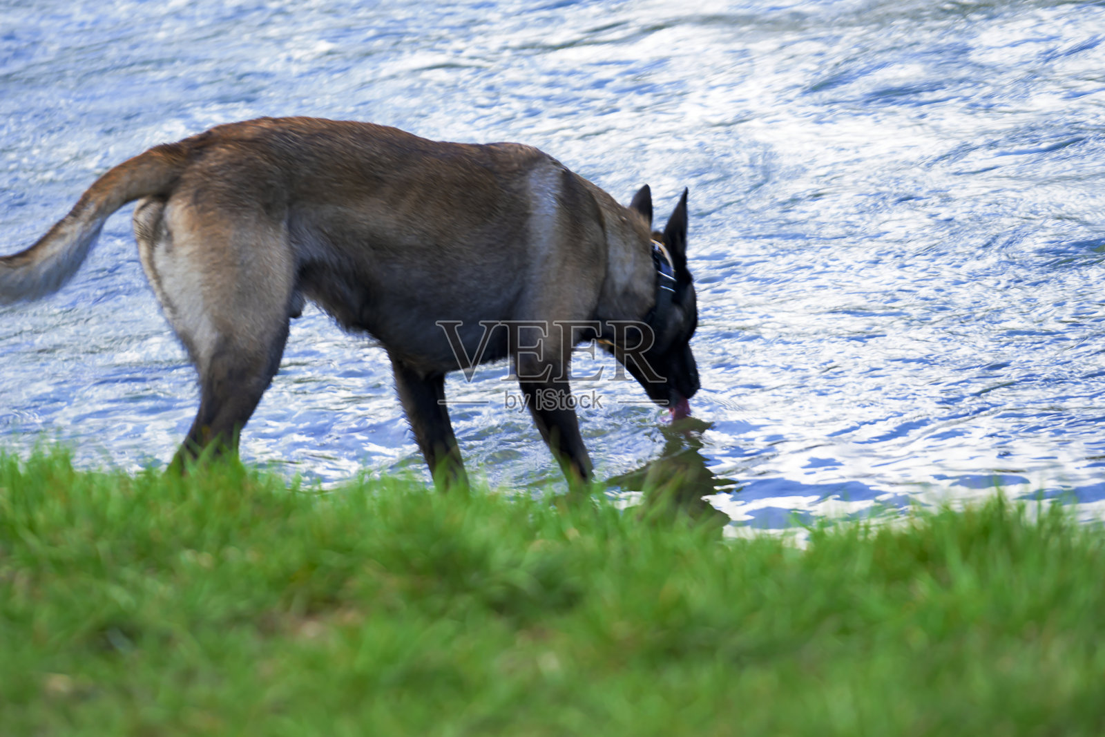 正在散步的比利时玛利诺牧羊犬照片摄影图片