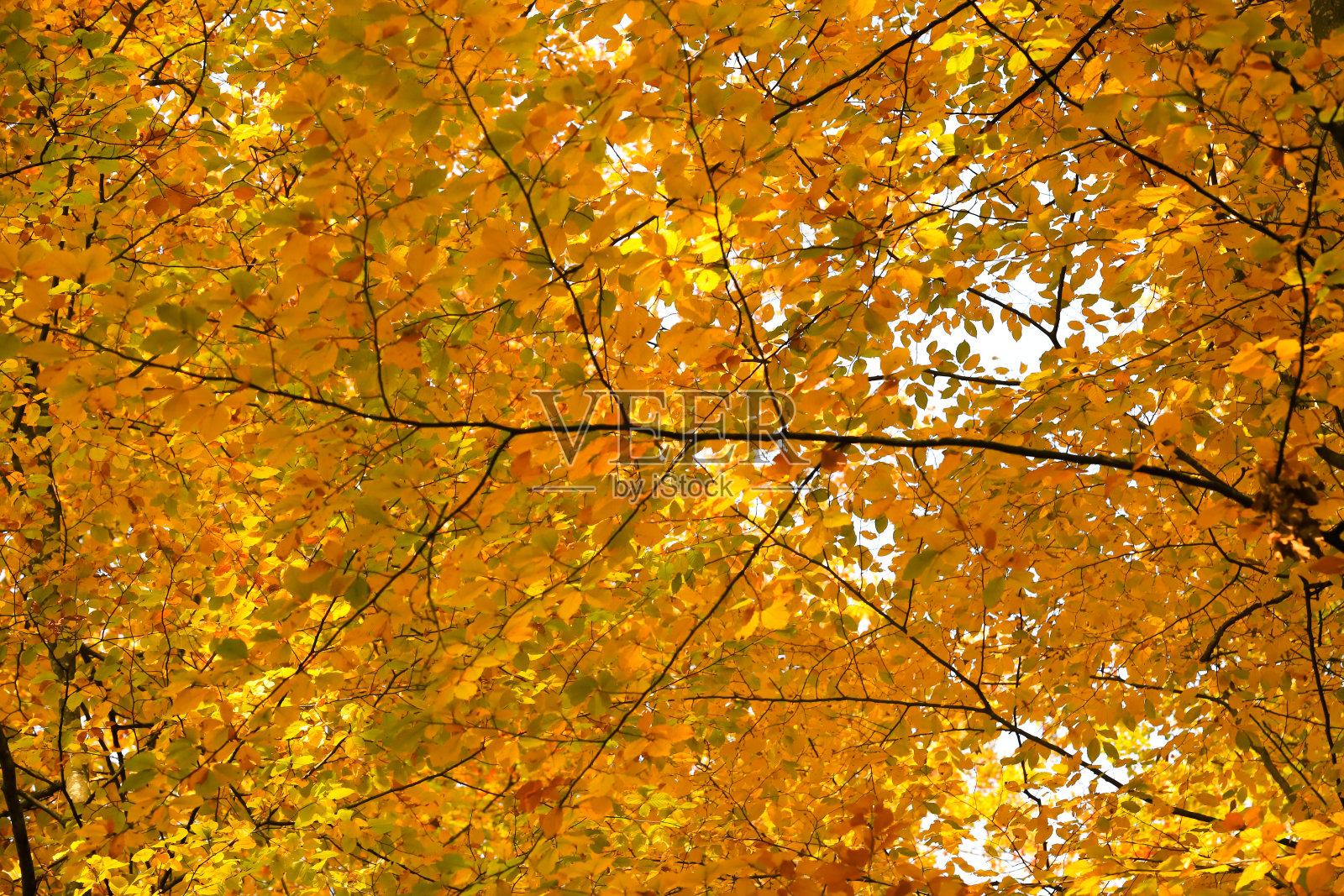 黄、红、绿的叶子在树枝上照片摄影图片