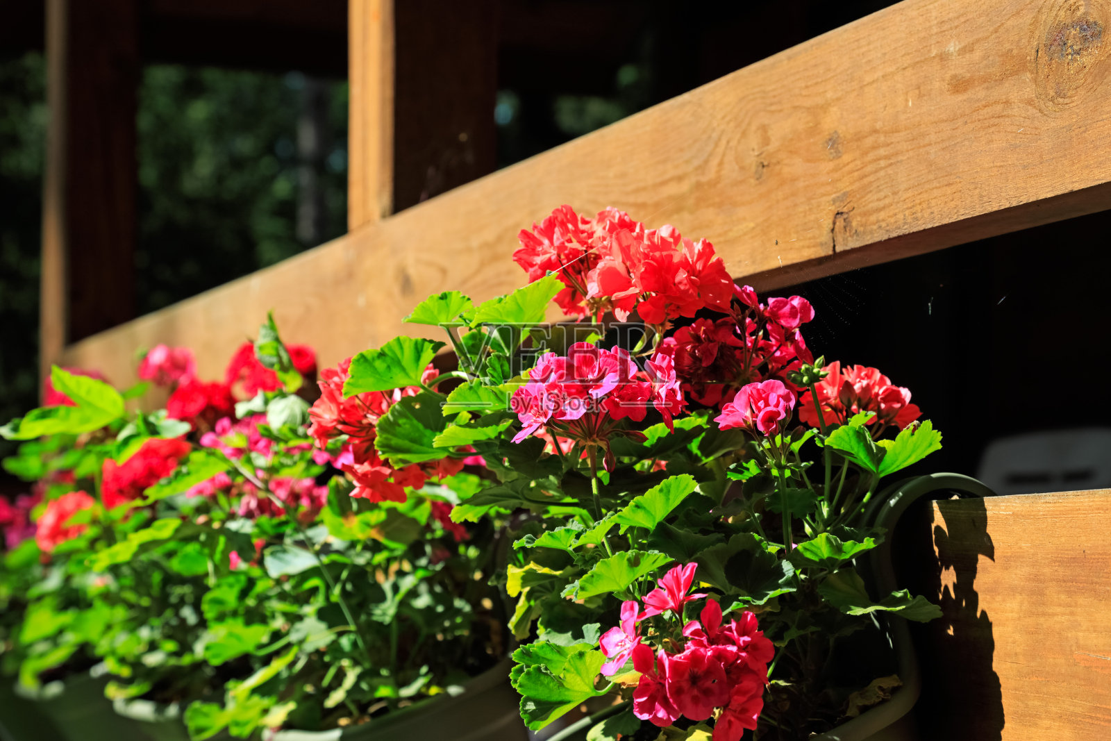 房屋阶地屏障和天竺葵花照片摄影图片