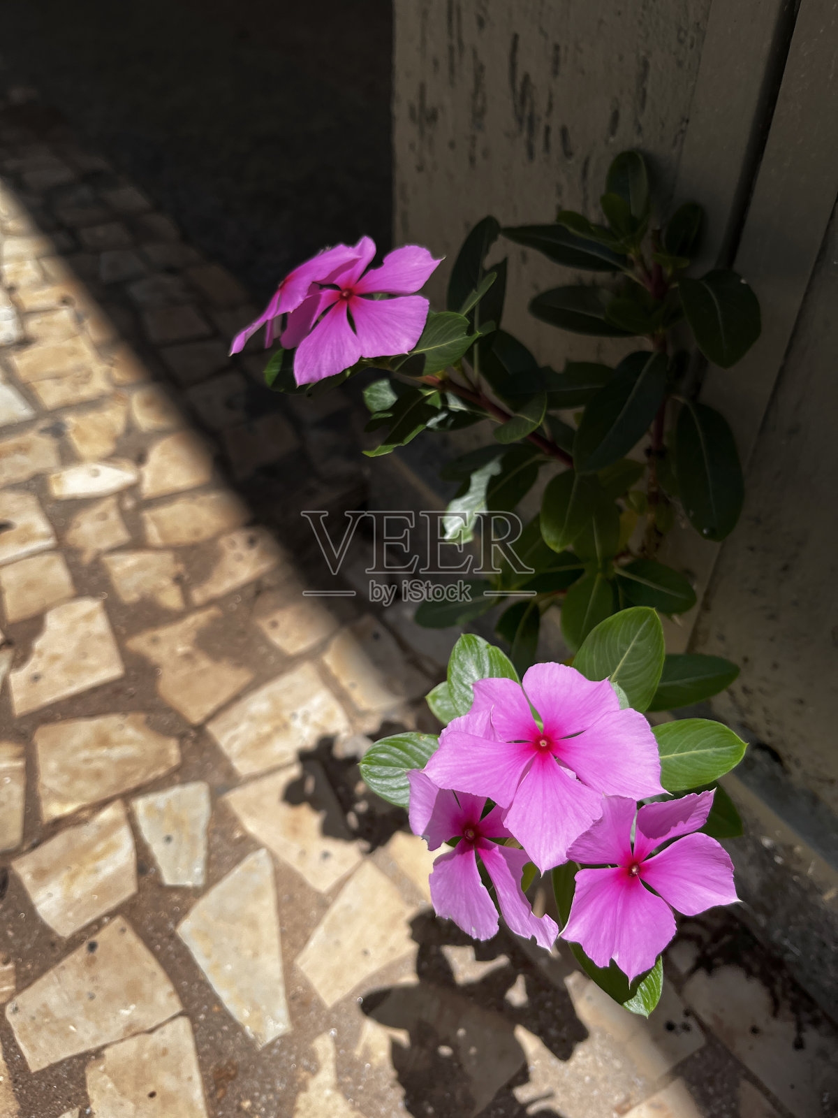 马达加斯加长春花照片摄影图片