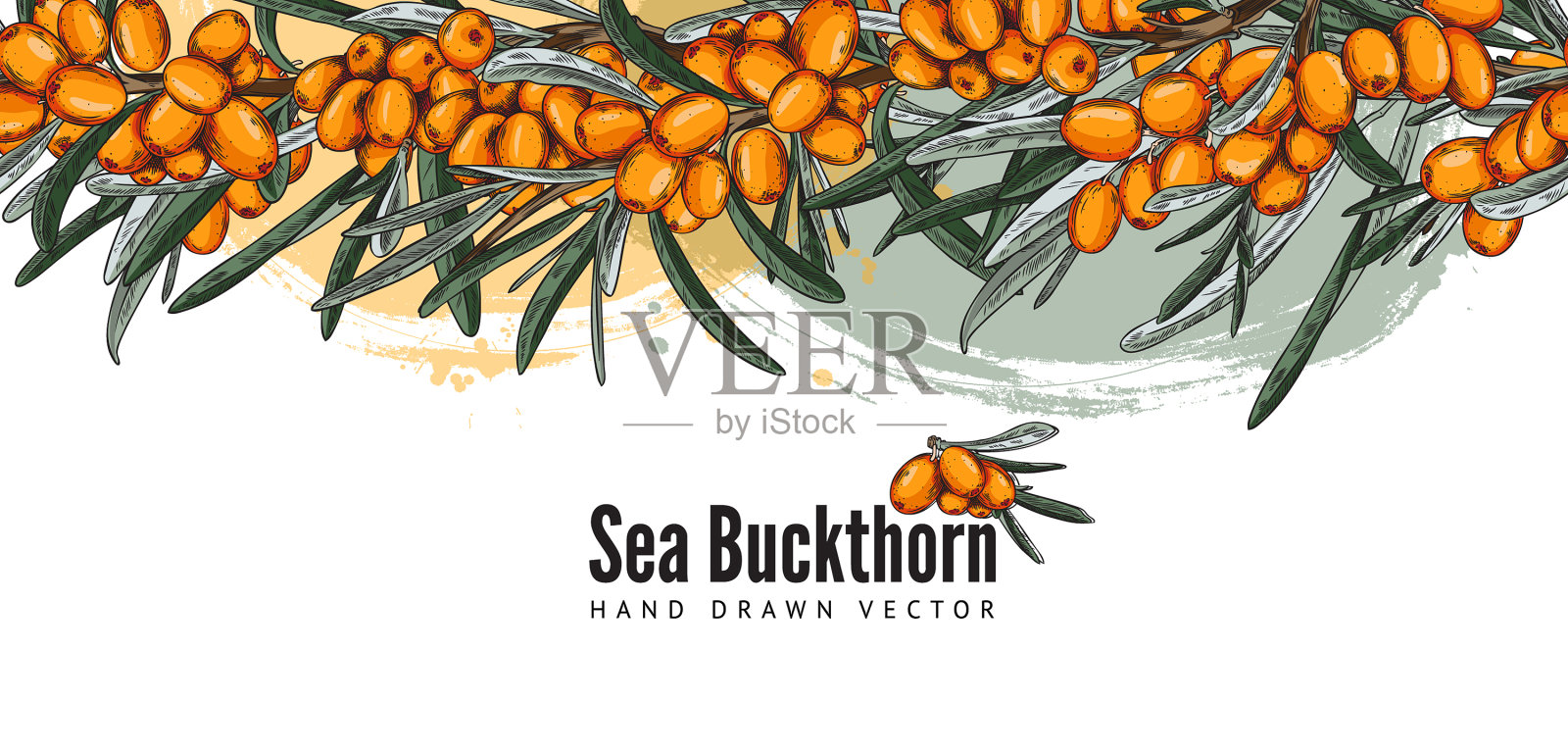 沙棘横幅模板设计插画图片素材