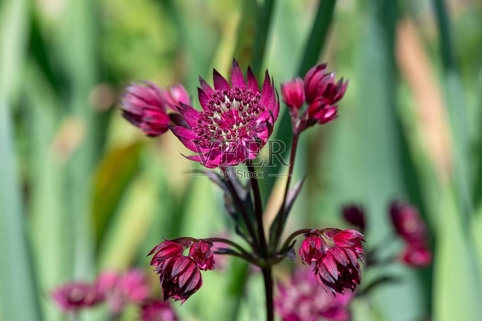 大黄草(大黄草)花照片摄影图片