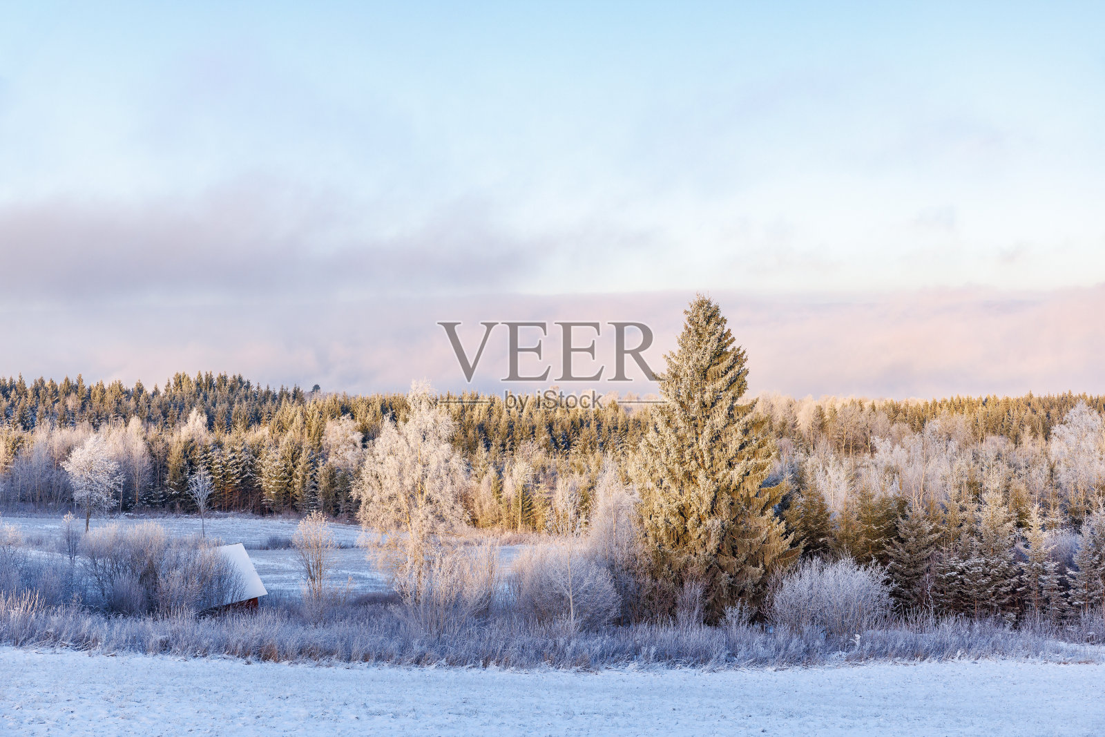 在寒冷的冬日,森林里结着白霜照片摄影图片