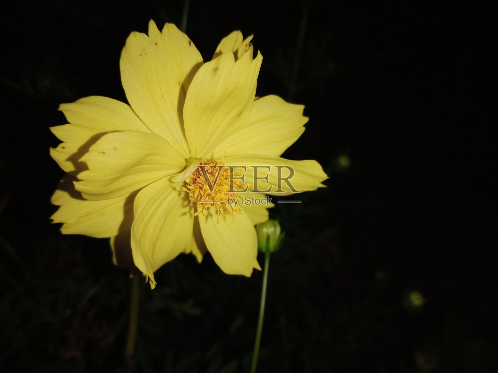 宇宙caudatus。照片摄影图片