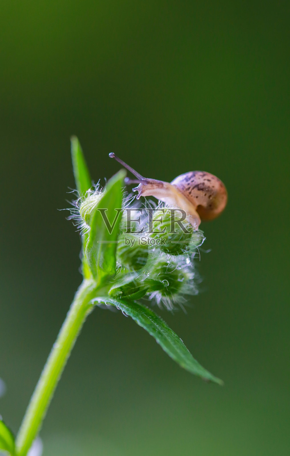 一只小蜗牛照片摄影图片