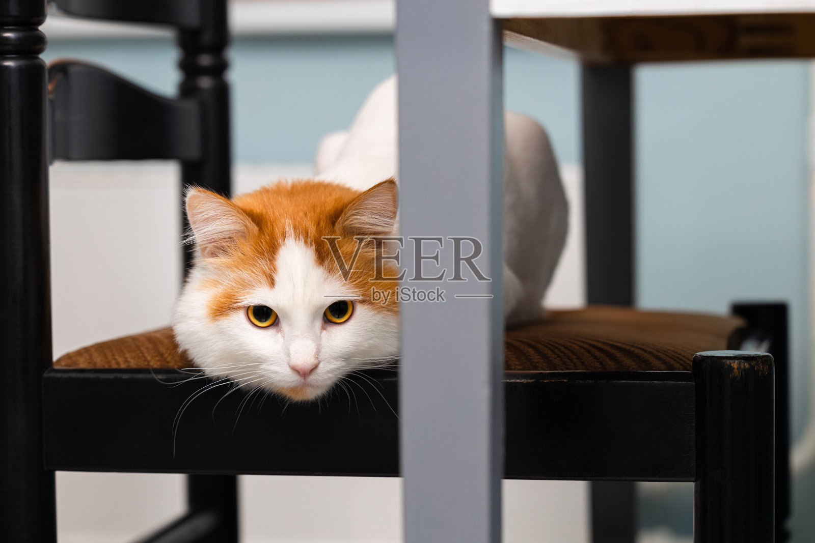 猫坐在桌子旁边的软椅子上照片摄影图片