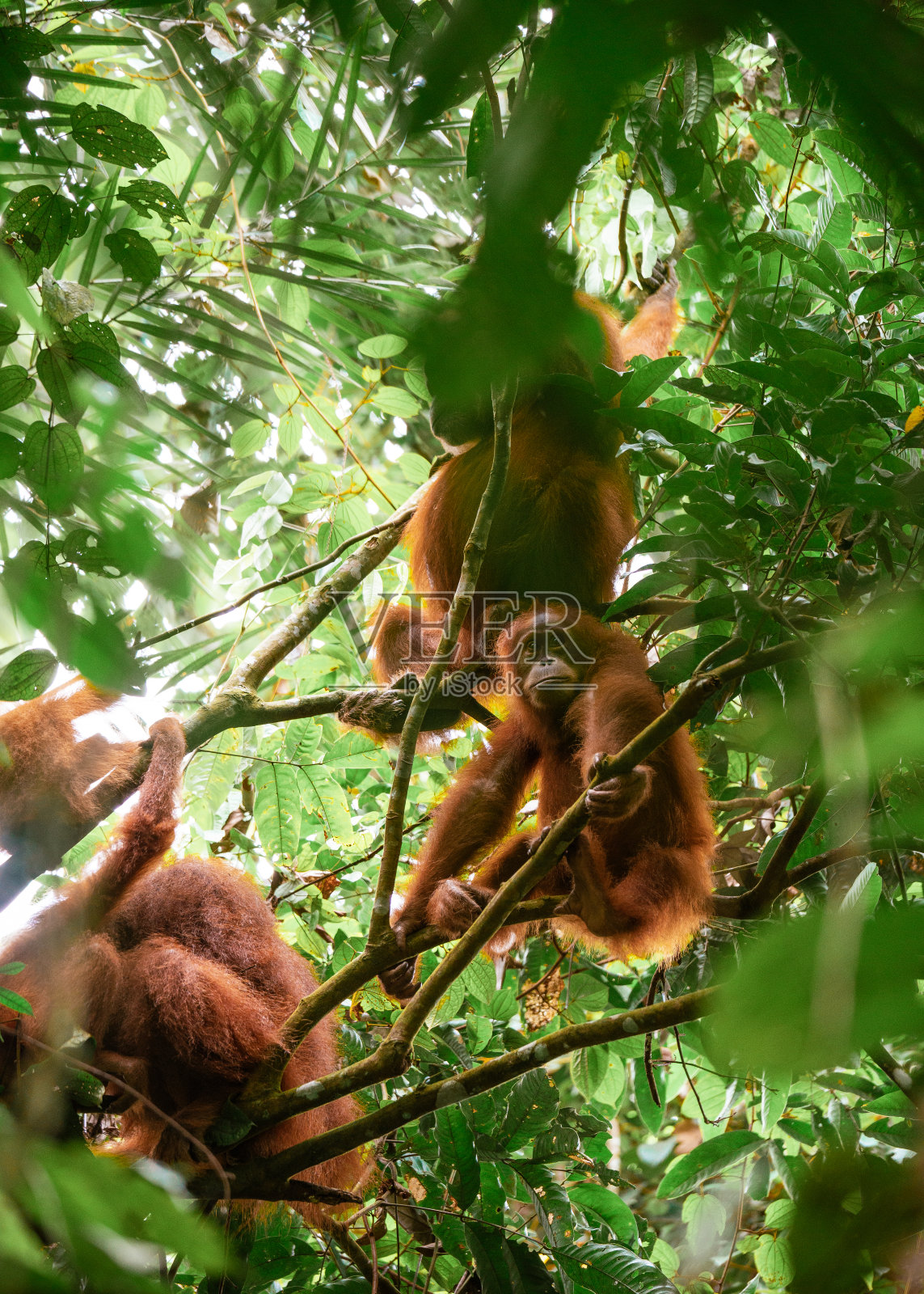 在北苏门答腊岛的丛林里,一群猩猩坐在树上照片摄影图片