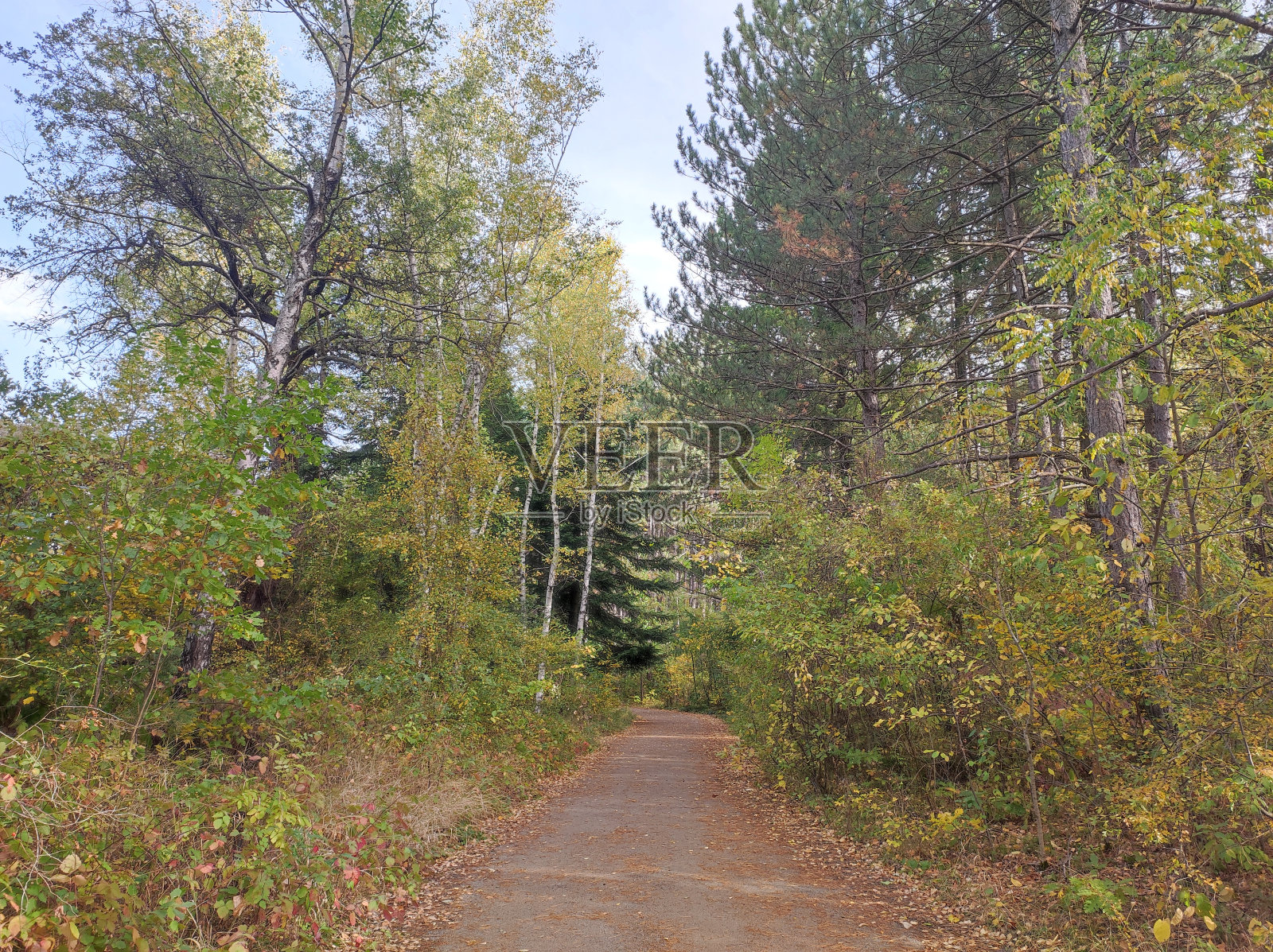 秋林小径照片摄影图片